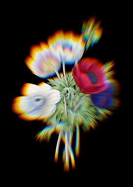 Prism Anemone Simplex