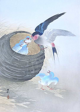 Swallow Feeding its Chicks