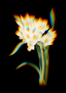 Prism Bunch Daffodil