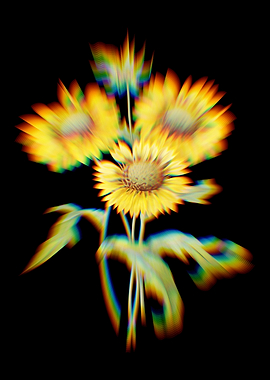 Prism Blanket Flowers