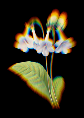 Prism Canterbury Bells