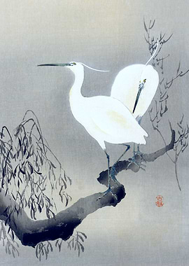 Egrets Sitting on the Tree