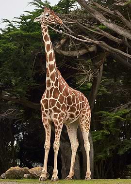 giraffe animals wildlife
