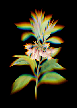 Prism New Year Flower