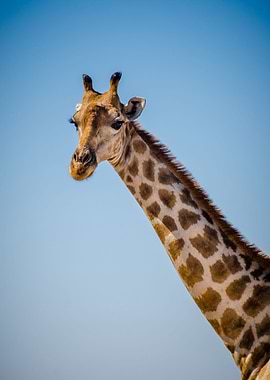 giraffe animals wildlife