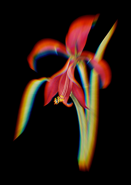 Prism Amaryllis