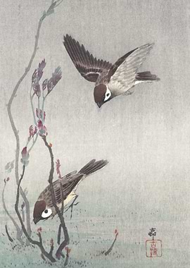 Sparrows looking for Food