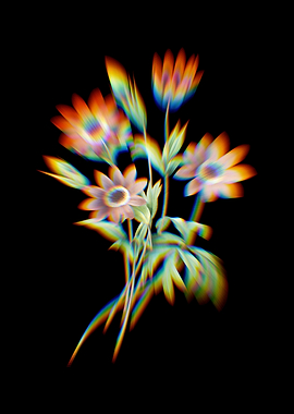 Prism Broad Leaved Anemone