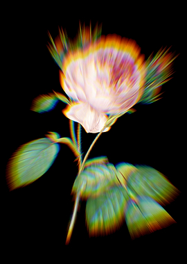 Prism Centifolia Roses