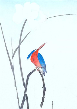 Kingfisher on Lotus Flower