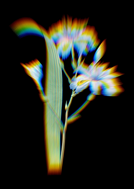 Prism Butterfly Flower