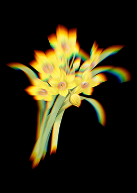 Prism Chinese Sacred Lily