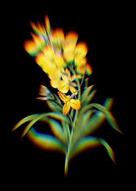 Prism Cheiranthus Flower