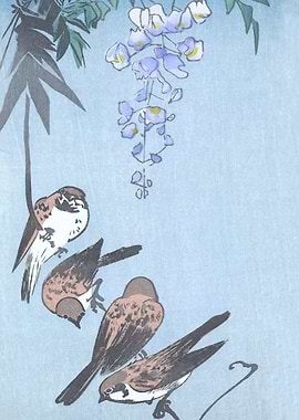 Sparrows on Wisteria Plant