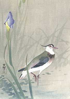 Lapwing and Iris Flowers