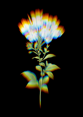 Prism Plumbago Caerulea