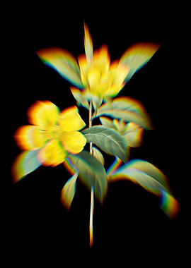 Prism Golden Guinea Vine