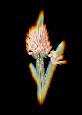 Prism Heather Briar Root