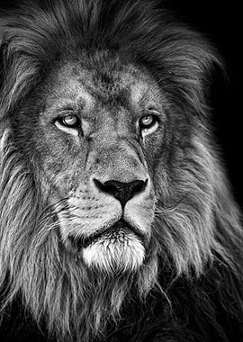 African lion king head