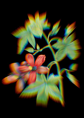 Prism Lavatera Phoenicea