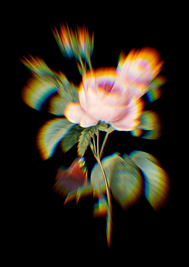 Prism Provence rose Flower