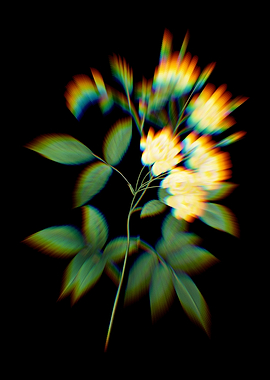 Prism Lady Banks Rose