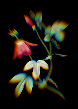 Prism Red Passion Flower