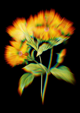 Prism Lychnis Grandiflora