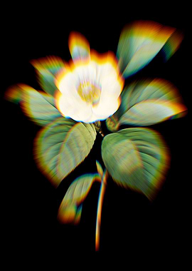 Prism Japanese Camellia