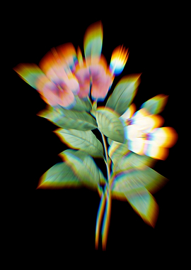 Prism Periwinkle Flowers