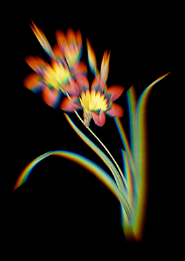 Prism Ixia Tricolore