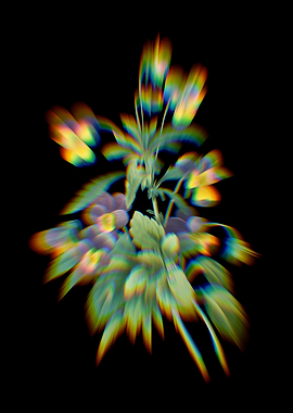 Prism Johnny Jump Up