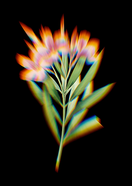 Prism Oleander Flowers