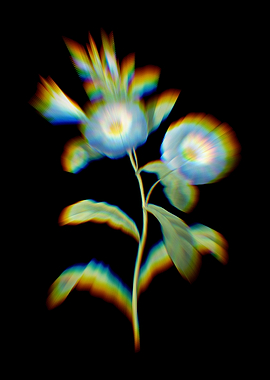 Prism Field bindweed