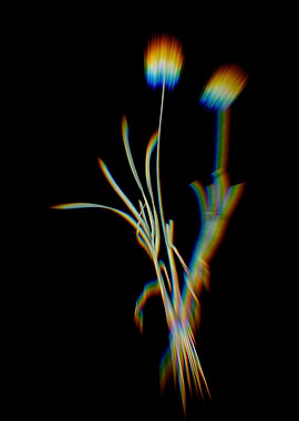 Prism Allium Carolinianum