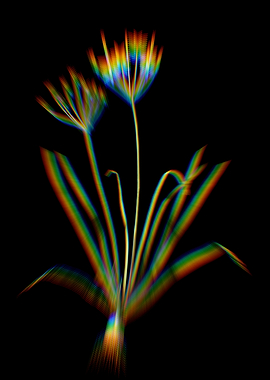 Prism Allium Straitum