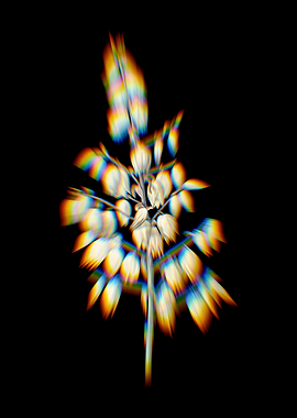 Prism Adams Needle Flowers