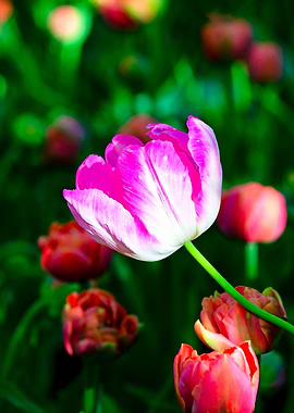 Violet Tulip Flower