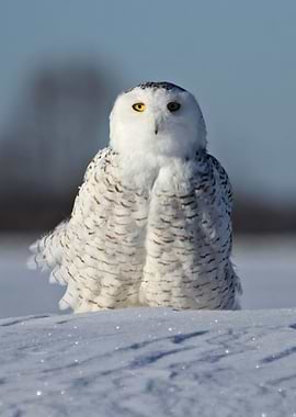 Miss Snowy Owl