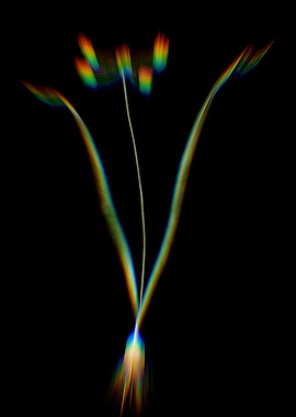 Prism Allium Scorzonera