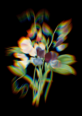 Prism Sweet Pea Flowers