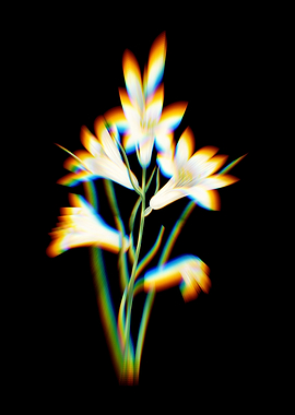 Prism St Brunos Lily Flora