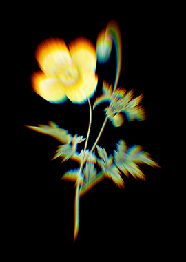 Prism Welsh Poppy Flowers