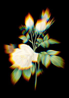 Prism White Bengal Rose