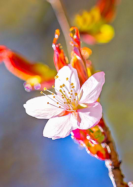Charming Sakura Flower