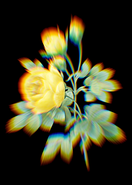 Prism Yellow Rose Flowers