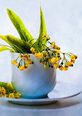Lime Blossoms In A Teacup
