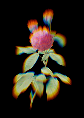 Prism Agatha Rose in Bloom