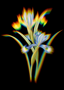 Prism Spanish Iris Flowers