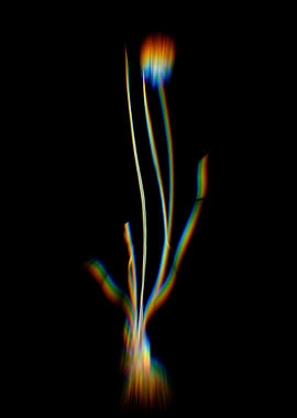 Prism Allium Foliosum